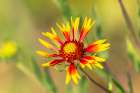 USA, Texas, Hill Country. Blooming Indian blanket wildflower. Art Print